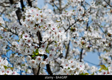 Kirschrote Blüten blühen im Frühjahr in den japanischen Gärten in Hasselt, Belgien. Stockfoto