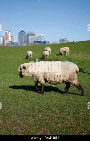 Schafe in Mudchute City Farm in Sichtweite des Canary Wharf Isle of Dogs Stockfoto