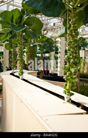 Pflanzen, Obst und Blumen angebaut wird in einer Hydrokultur Gewächshaus in Florida, USA Stockfoto