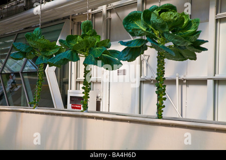 Pflanzen, Obst und Blumen angebaut wird in einer Hydrokultur Gewächshaus in Florida, USA Stockfoto