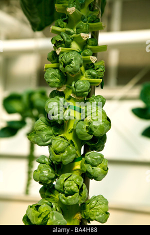 Pflanzen, Obst und Blumen angebaut wird in einer Hydrokultur Gewächshaus in Florida, USA Stockfoto