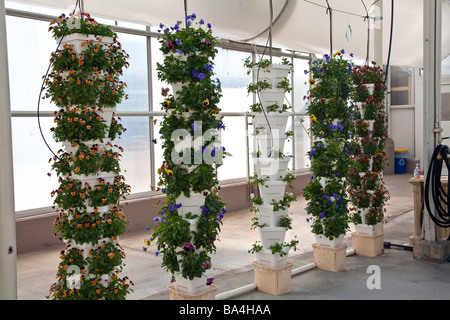 Pflanzen, Obst und Blumen angebaut wird in einer Hydrokultur Gewächshaus in Florida, USA Stockfoto