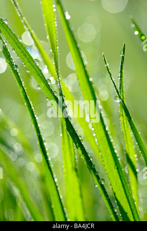 Grass und Tröpfchen Stockfoto