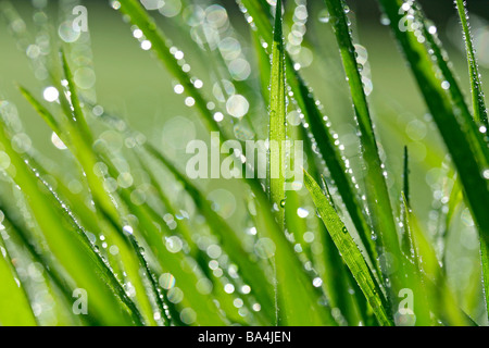 Grass und Tröpfchen Stockfoto