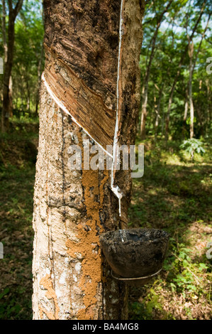 Durch Tippen auf Kautschuk aus einem Gummibaum in einer Kerala Kautschukplantage zeigt die geschälte Rinde und Latex sammeln Tropf-Pot unter Stockfoto