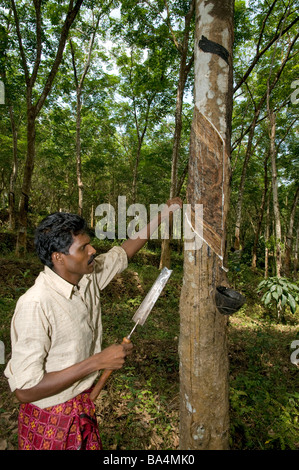 Mann zieht getrocknete Rückstände von Latex von der diagonal geschnittenen Baum auf einem Gummibaum in einer Gummiplantage, bevor sie einen neuen Weg - Kerala, Indien Stockfoto