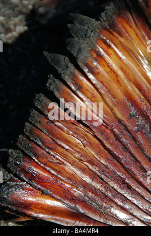 Verbrannte Kegel vor Ort in Western Australia Stockfoto