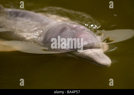 BOTO oder rosa FLUSSDELFIN Inia geoffrensis Stockfoto