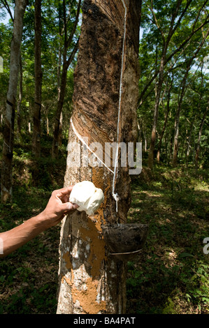 Mit gesammelten Naturkautschuk (Latex) aus dem Behälter ein Gummibaum in eine Kautschuk-Plantage, Kerala, Südindien Stockfoto