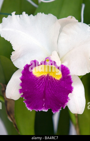 Orchidee blüht auf dem Display an der Nguyen Hue Boulevard Flower Show in Ho-Chi-Minh-Stadt-Vietnam Stockfoto