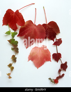 Parthenocissus Tricuspidata, Boston-Efeu - Herbstfärbung Stockfoto