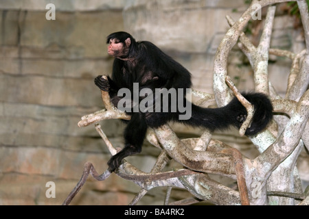 Schwarz-Handed Klammeraffe [Ateles Geoffroyi] Stockfoto