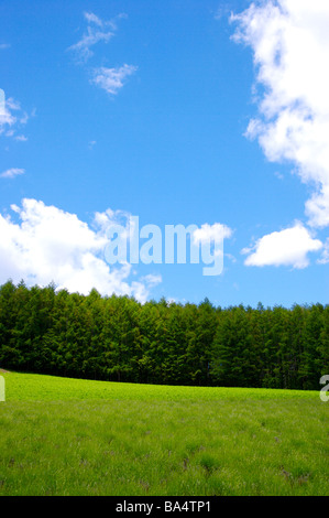 Grünen Wiese mit Bäumen im Hintergrund gegen blauen Himmel und Wolken Stockfoto