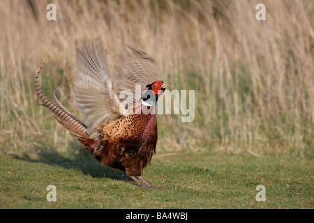 Fasan Phasianus Colchicus Anruf Display Aktion Stockfoto