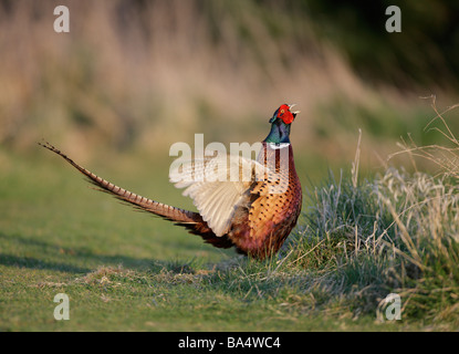 Fasan Phasianus Colchicus Anruf Display Aktion Stockfoto