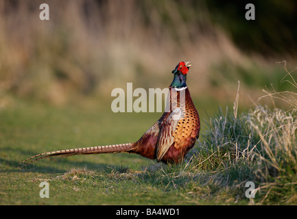 Fasan Phasianus Colchicus Anruf Display Aktion Stockfoto