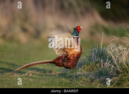 Fasan Phasianus Colchicus Anruf Display Aktion Stockfoto