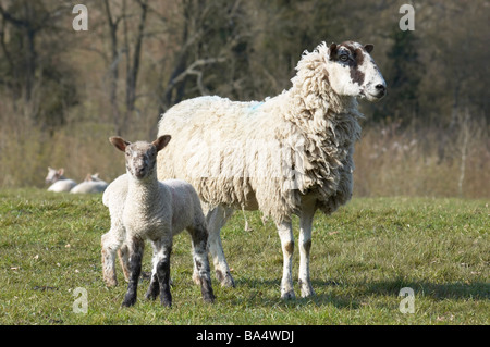 Eine Eibe mit Lämmer in einem Feld im Frühjahr Stockfoto