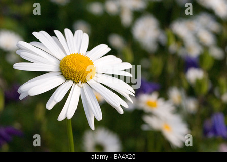 Ochse Auge Daisy Chrysanthemum Leucanthemum Jütland Dänemark Stockfoto