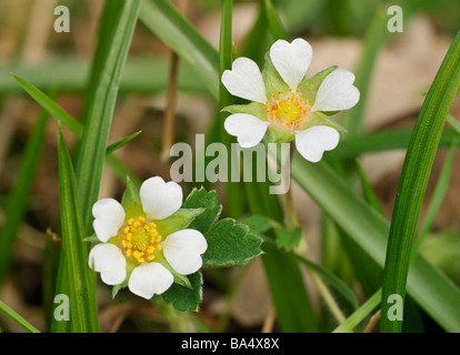 Karge Erdbeere Potentilla sterilis Stockfoto