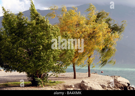 Wind geblasen Bäume in Riva Del Garda am Ufer des Lake Garda Italien Stockfoto