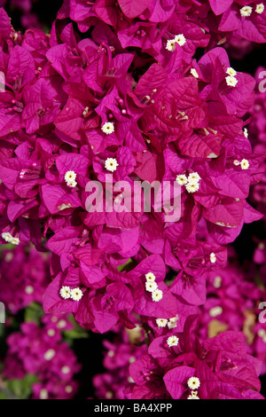 Nahaufnahme einer Bougainvillea (Bougainvillea Glabra)-Anlage auf Gran Canaria Stockfoto