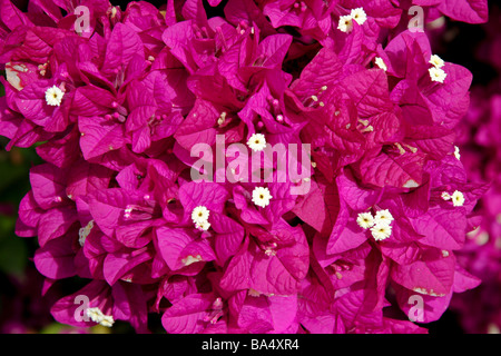 Nahaufnahme einer Bougainvillea (Bougainvillea Glabra)-Anlage auf Gran Canaria Stockfoto