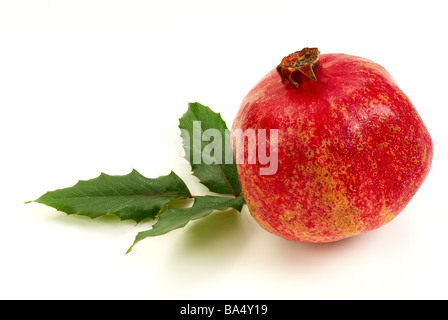 Granatapfel-Frucht Stockfoto