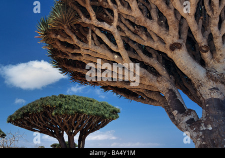 Unterseite Zweige von des Blut Drachenbäume (Dracaena Cinnabari) auf Dixam Plateau auf Socotra oder Suqutra Insel Jemen Stockfoto