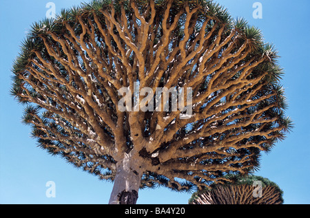 Unterseite Zweige von des Blut Drachenbäume (Dracaena Cinnabari) auf Dixam Plateau auf Socotra oder Suqutra Insel Jemen Stockfoto