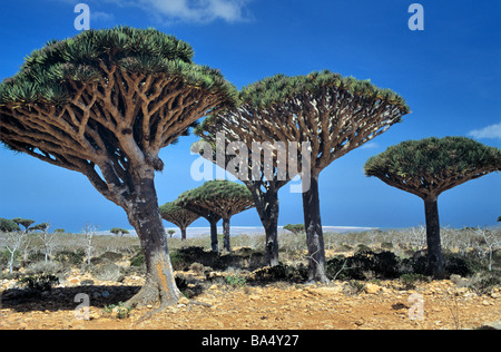 Drachenblut-Bäume (Dracaena Cinnabari) auf Dixam-Plateau, Socotra oder Suqutra, Jemen Stockfoto