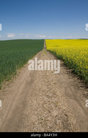 Straße zwischen zwei Feldern in Alberta, Kanada Stockfoto