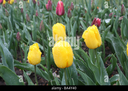 Tulpen nach Regen Stockfoto