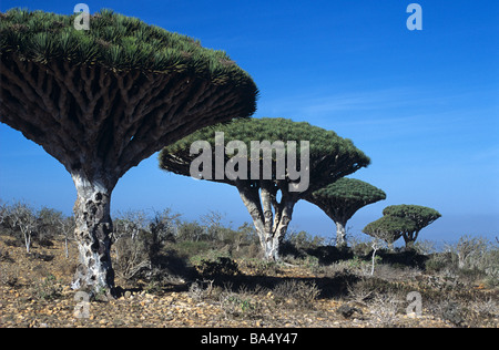 Drachenblut-Bäume (Dracaena Cinnabari) auf Dixam-Plateau auf Socotra oder Suqutra Insel Jemen Stockfoto