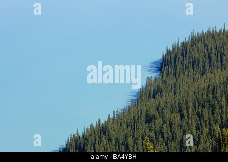 Peyto Lake in den kanadischen Rockies Stockfoto