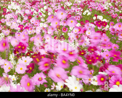 Kosmos Blumenfeld in Nabanano Dorf, Japan Stockfoto