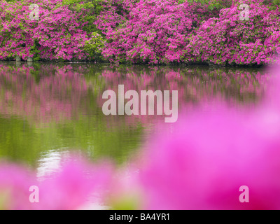 Kosmos-Blumen blühen in der Nähe von Meer Stockfoto