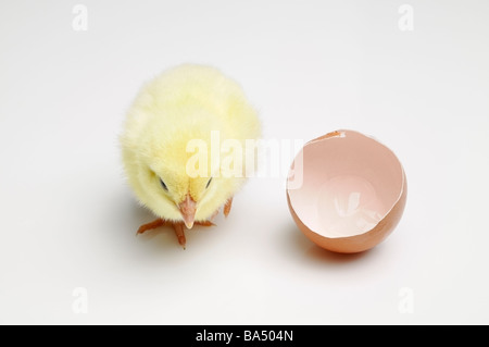 Neue geborene Küken zu Fuß entfernt von einem gebrochenen Eierschale hohen Winkel Stockfoto