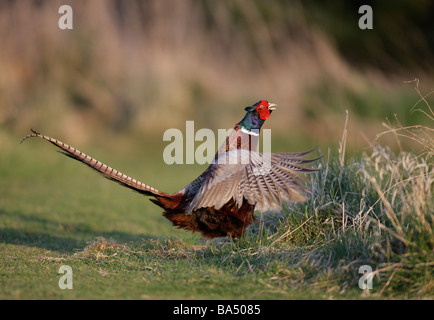 Fasan Phasianus Colchicus Anruf Display Aktion Stockfoto