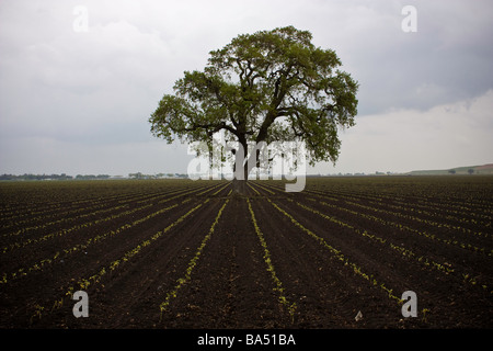 Ein frisch bepflanzten Bereich der Tomatenpflanzen mit einer einsamen Eiche in der Mitte in San Joaquin Valley in Kalifornien Stockfoto