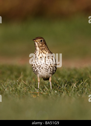 Singdrossel Turdus Philomelos Schottland Frühling Stockfoto