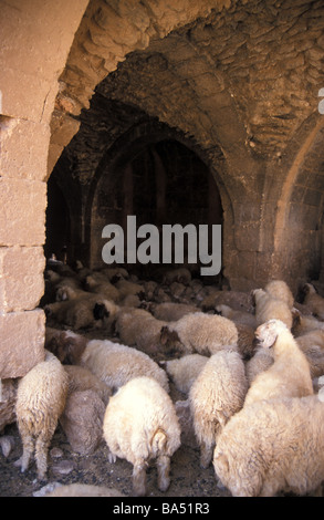 Han el Ba'rur Caravansarai Schafe innen in der Nähe von Harran, Türkei Stockfoto