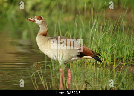 Nilgans - Alopochen aegyptiacus Stockfoto