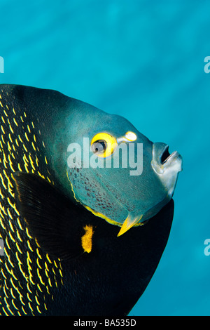 Extreme Nahaufnahme des französischen Kaiserfisch (Pomacanthus Paru) peering bei den Fotografen. Stockfoto