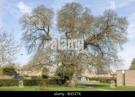 Gemeinsamen Walnussbaum, (Juglans Regia) wächst in einem vorstädtischen Umfeld. Stockfoto