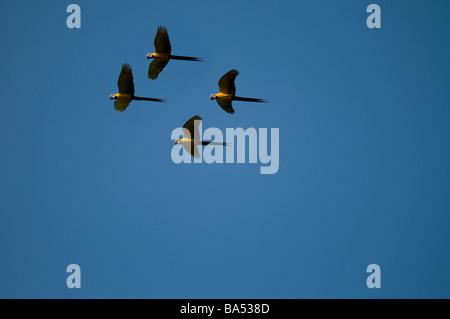 Blaue und gelbe Aras im Flug Ara Ararauna, Pacaya Samiria National Reserve, Amazonas, Peru Stockfoto