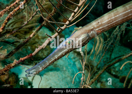 Ein Trumpetfish (Aulostomus Maculatus) versucht, die Mischung in die Zweige von einem Meer Plume (Pseudopterogorgia spp.) Stockfoto