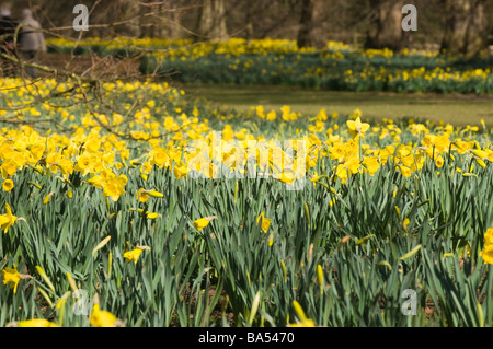 Frühling-Narzissen im Nowton Park in Bury St Edmunds Stockfoto