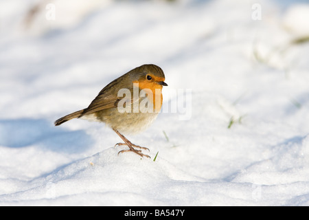 Rotkehlchen Erithacus Rubecula thront auf schneebedeckten Boden Stockfoto