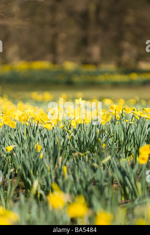 Frühling-Narzissen im Nowton Park in Bury St Edmunds Stockfoto